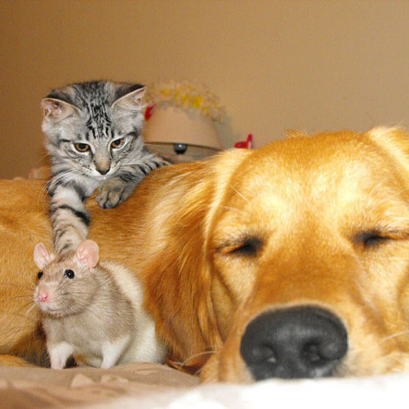 母と私は、人間は猫や犬とは仲良くできるが、ネズミやネズミとは仲良くできないということについて話しています。 episode artwork