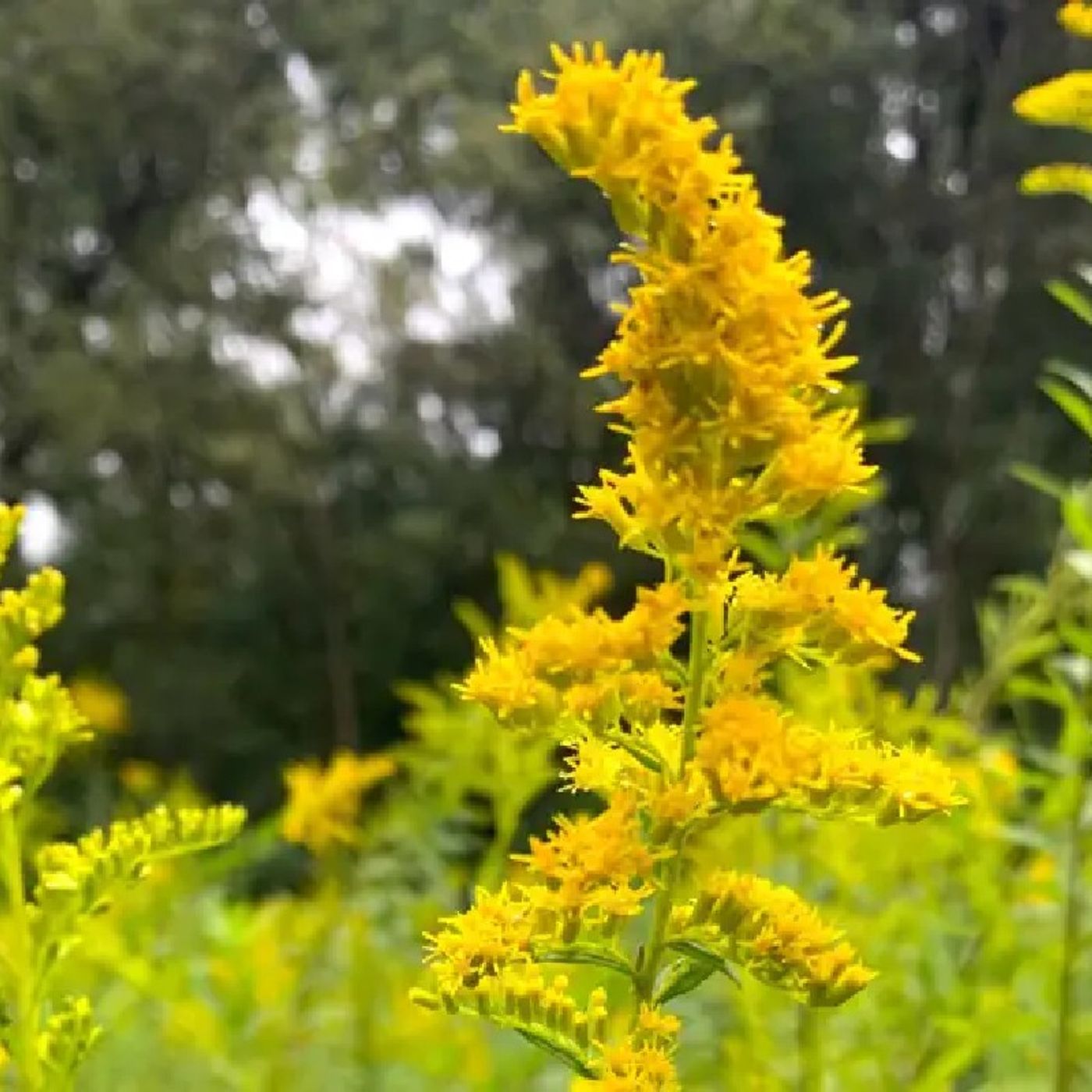 Extracts from two wild plants inhibit COVID-19 virus, study finds [W[R]C]