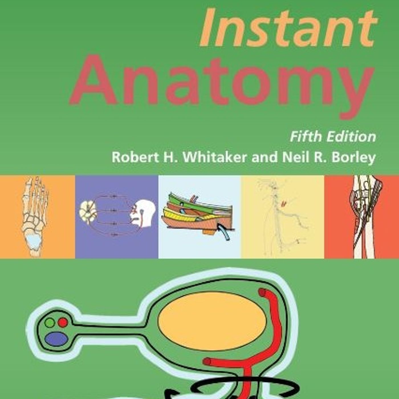 Instant Anatomy
