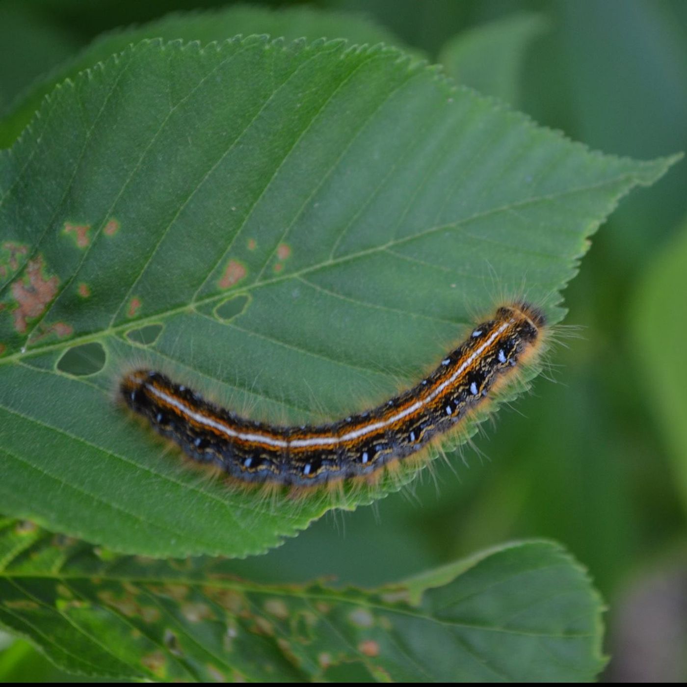 Lee Townsen, Eastern Tent Caterpillars episode artwork