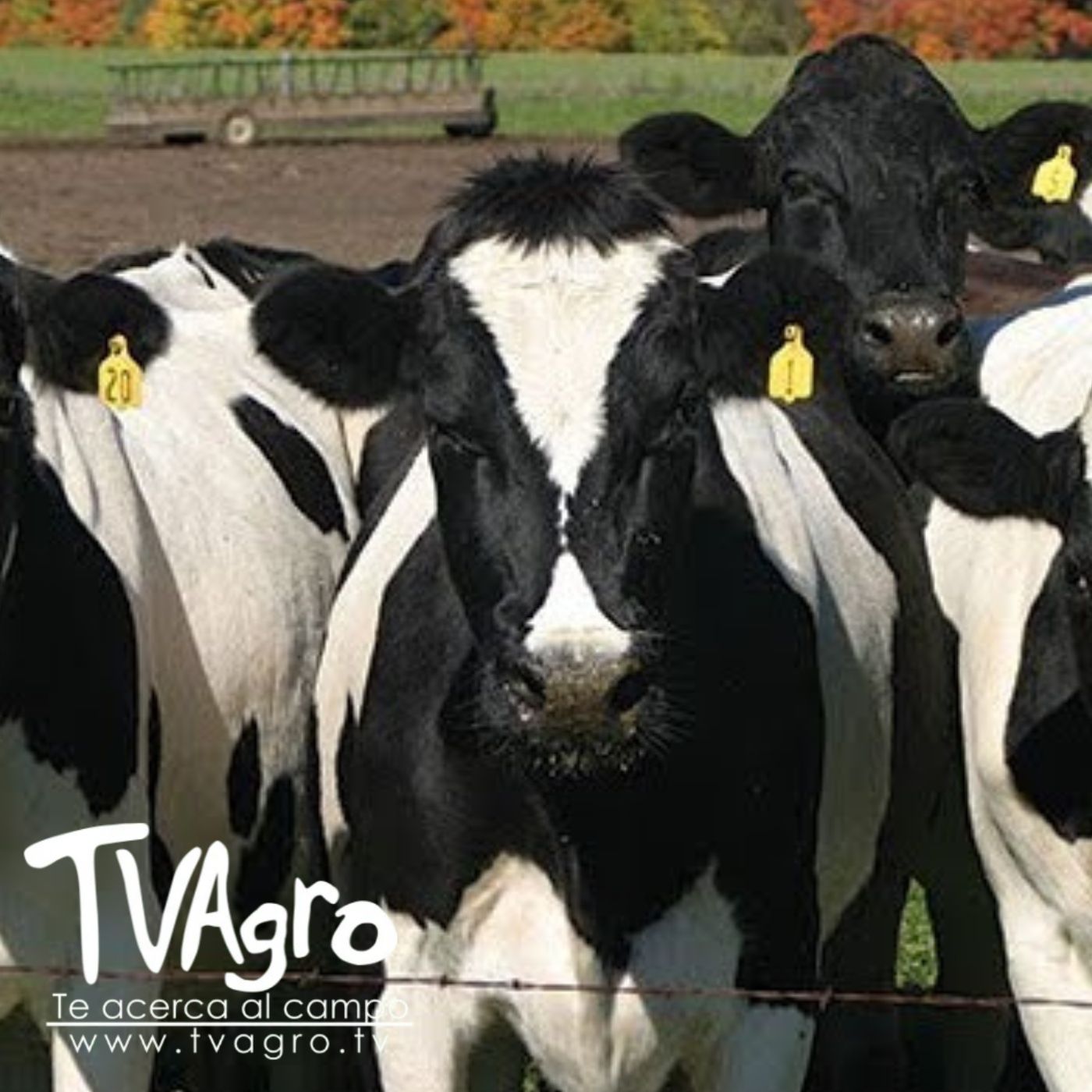 TV AGRO