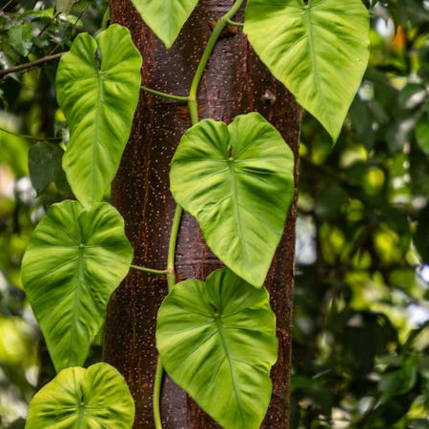 How Can I Grow in Humility as I Grow in Knowledge?