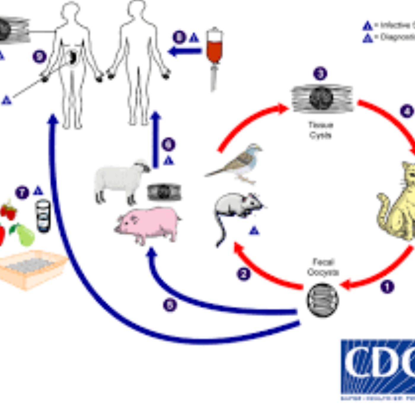 S8 E4: Here Kitty Kitty: The Story of Toxoplasma gondii