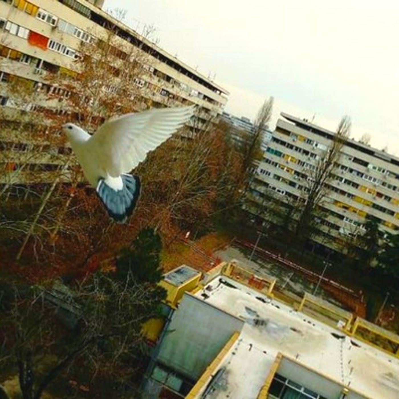 Tracce di Domenico Tota