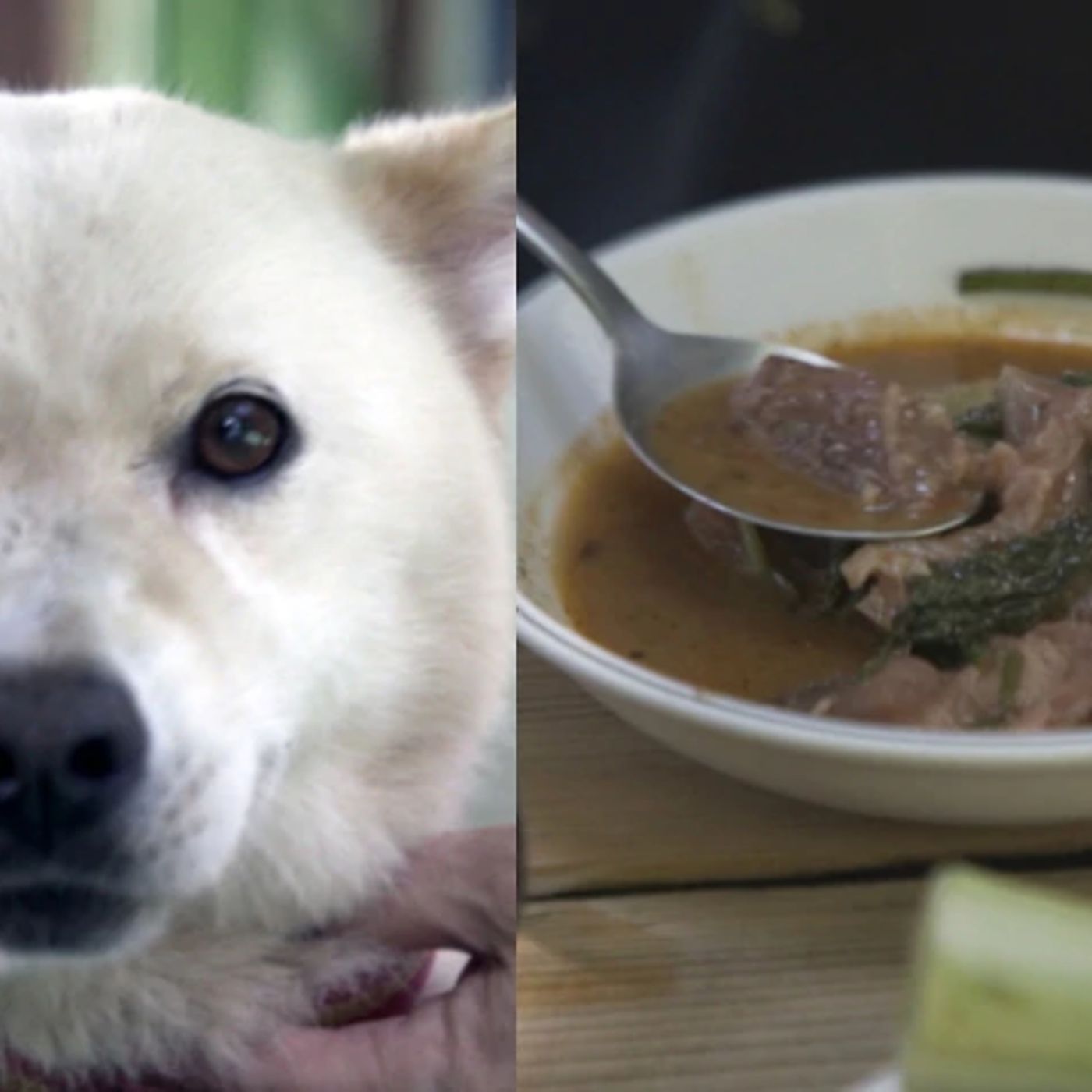 Dog meat Taboo or Sustenance?