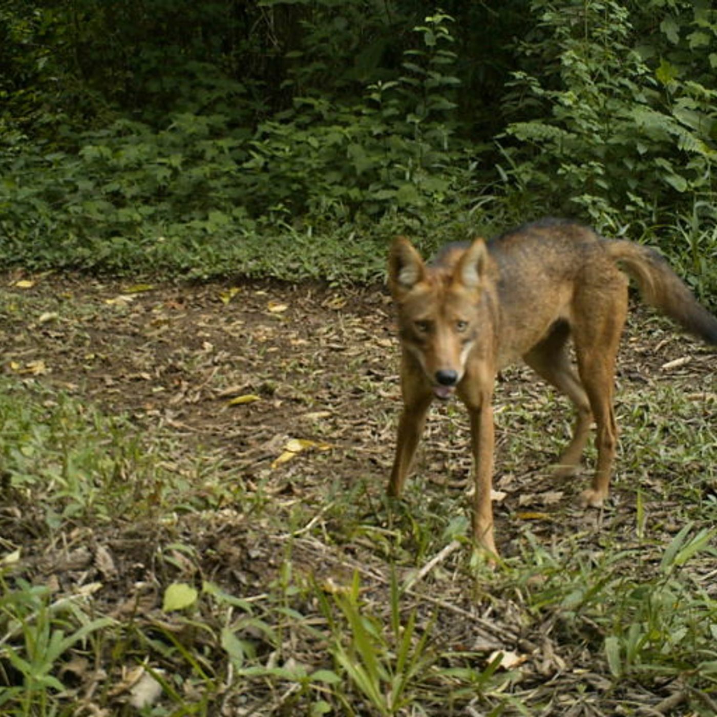 Historias de Miedo Octubre 7 de 2021 NO ERA COYOTE ERA NAHUAL