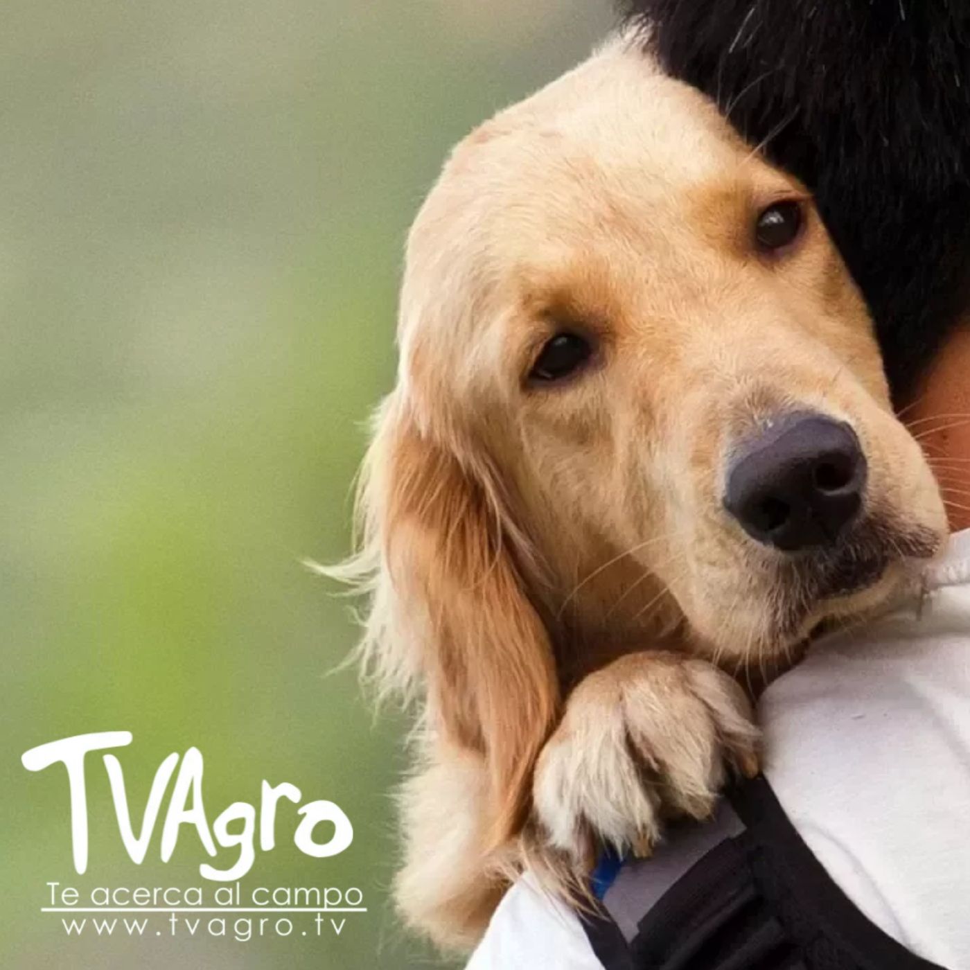 TV AGRO
