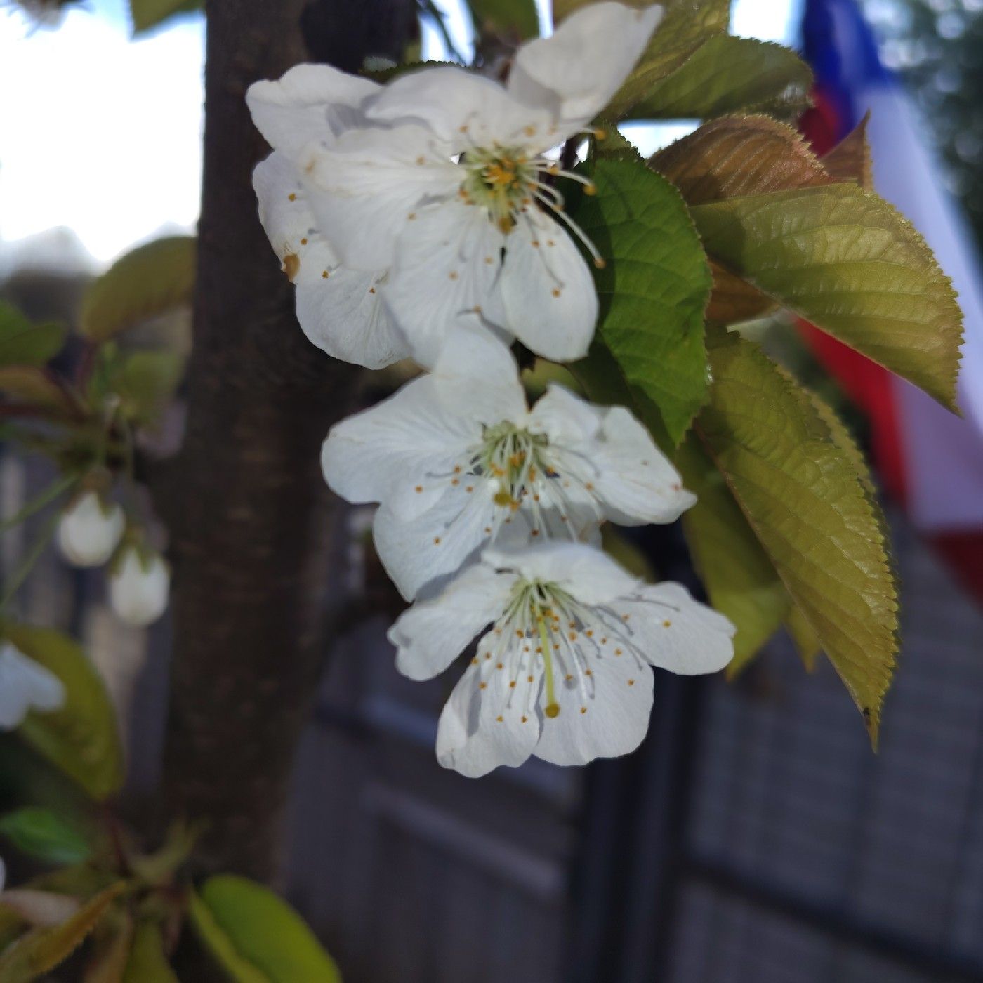 Las historias del gato naranja