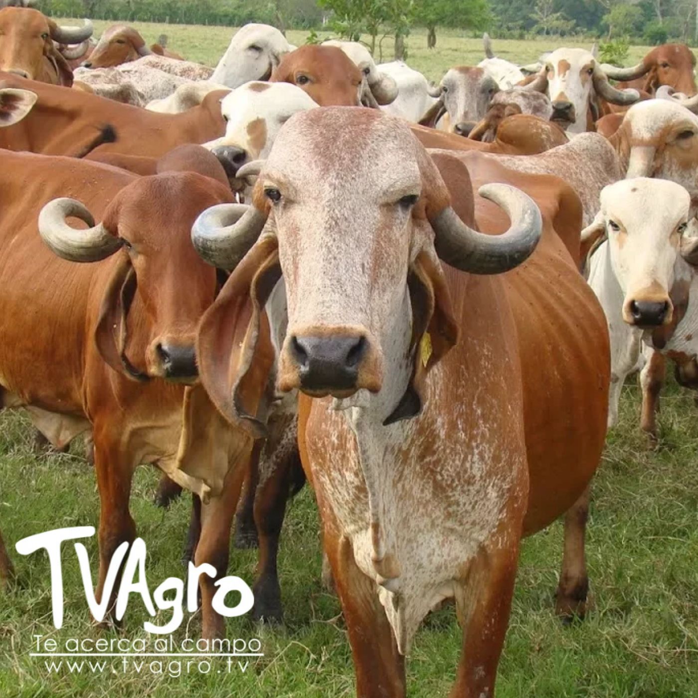 TV AGRO