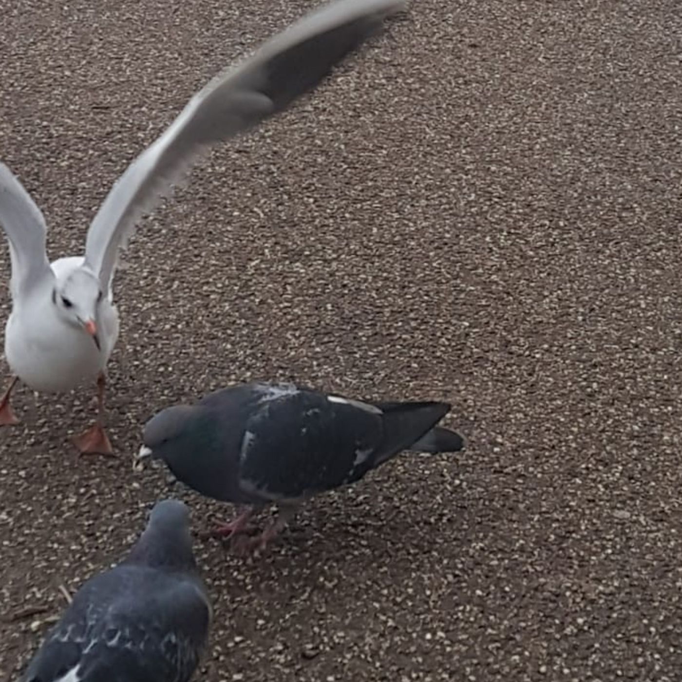 Malva la gaviota mala