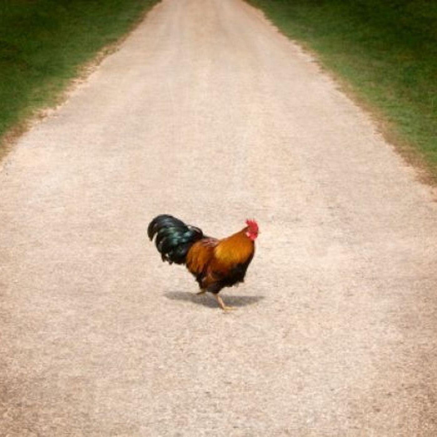 (Joke of the Day) Farmer Asks the Chicken the All-Important Question episode artwork