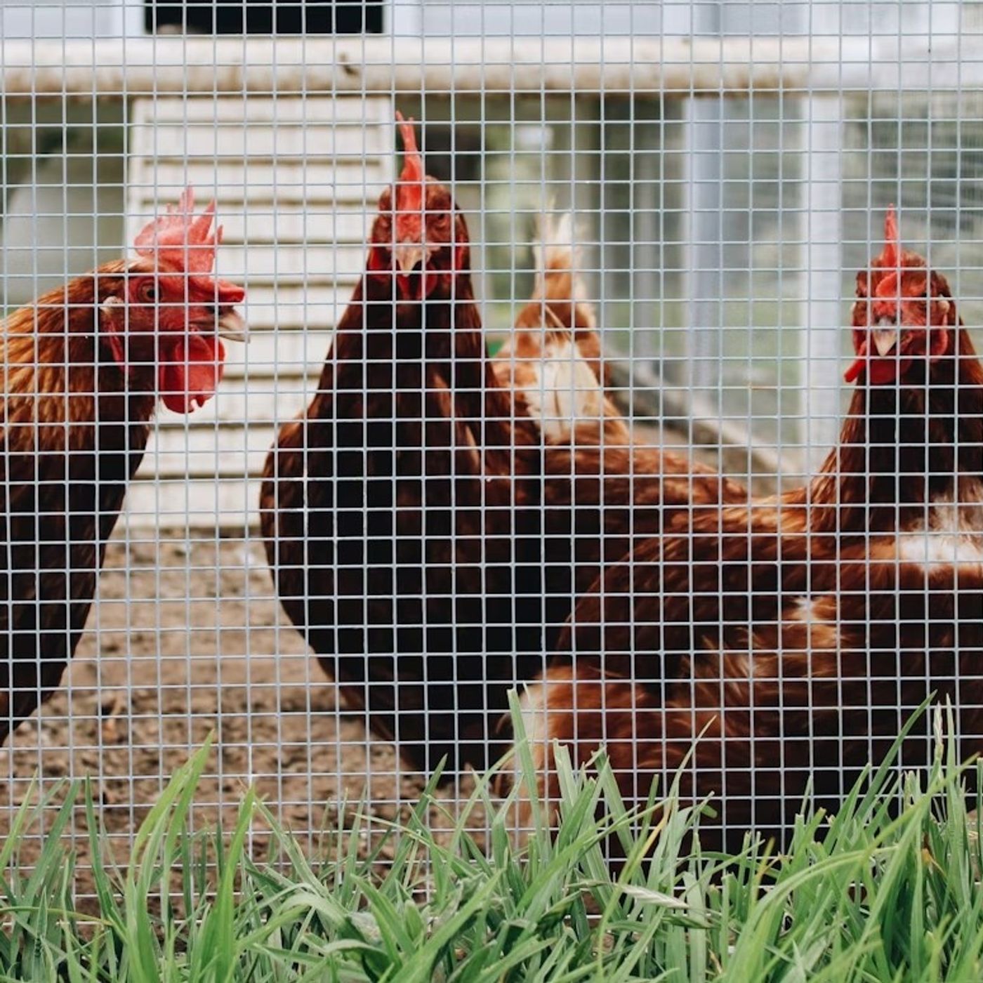 Quintili ("Il Salvagente"): «La carne di pollo sta diventando più grassa» episode artwork