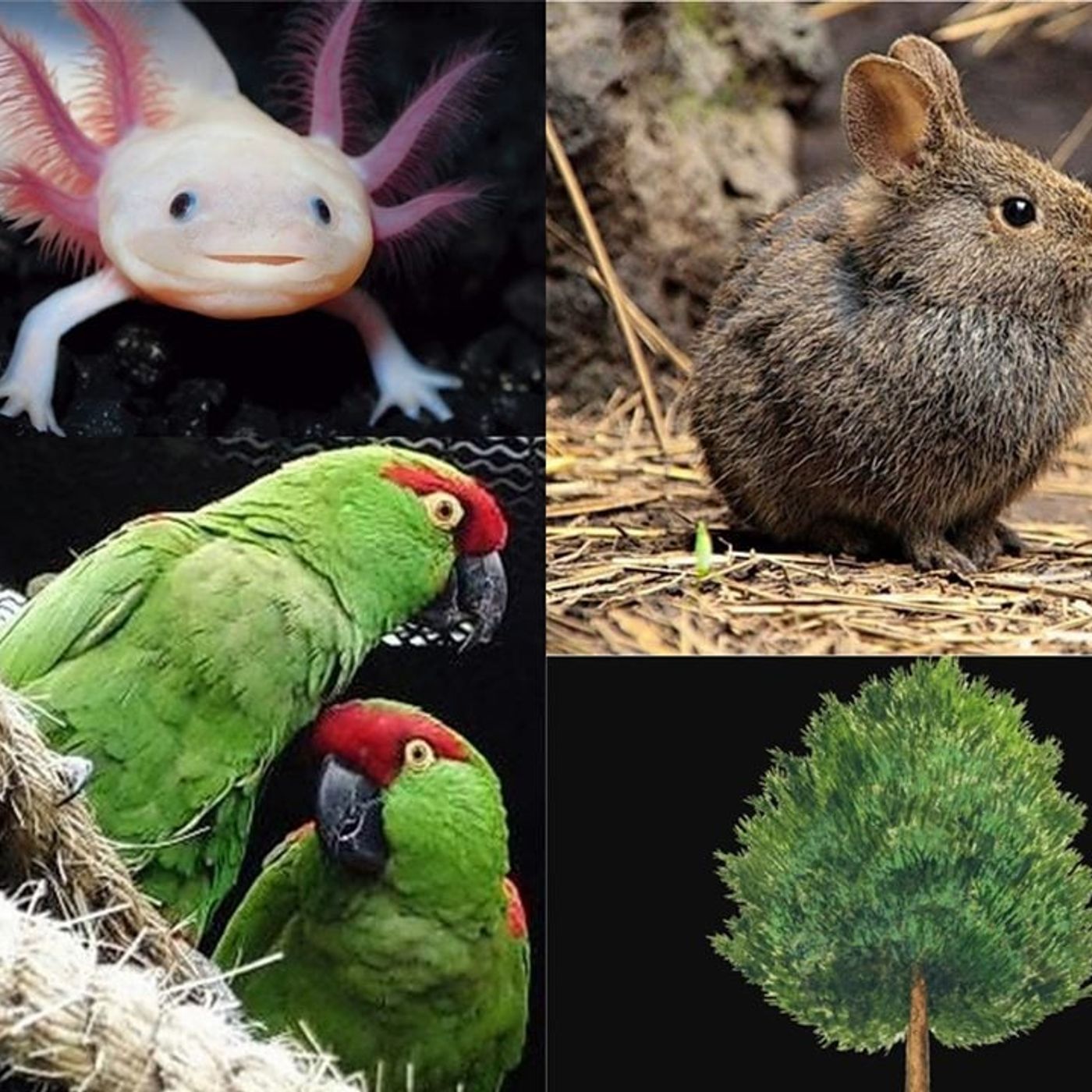 ANIMALES ENDÉMICOS podcast artwork