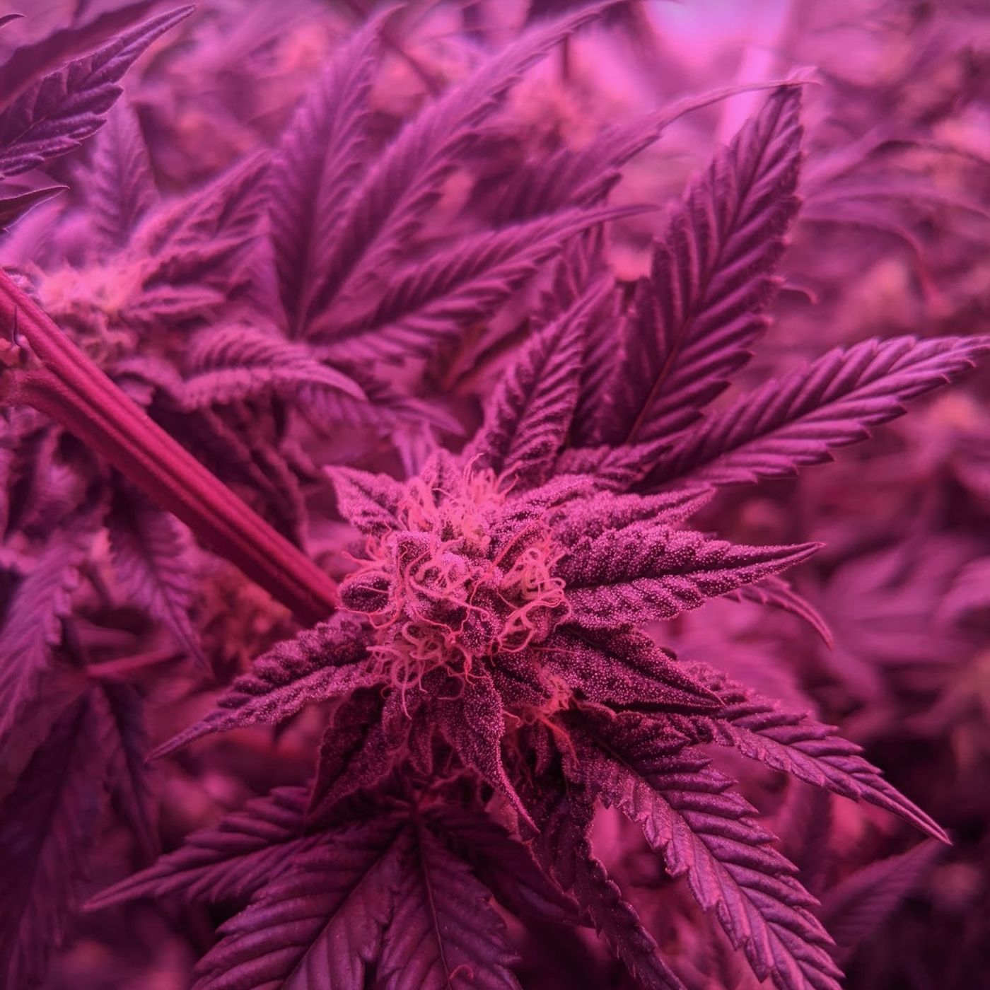 610 CKTB| Cannabis in Canada: Federal Paramountcy & Provincial Restrictiveness Define Our National Regulatory Landscape episode artwork