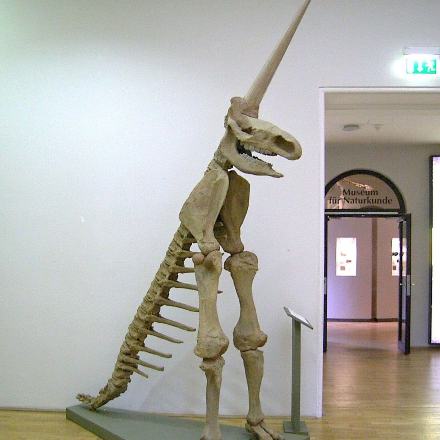 L’unicorno di Magdeburgo: la storia del fossile più mal interpretato della scienza europea episode artwork