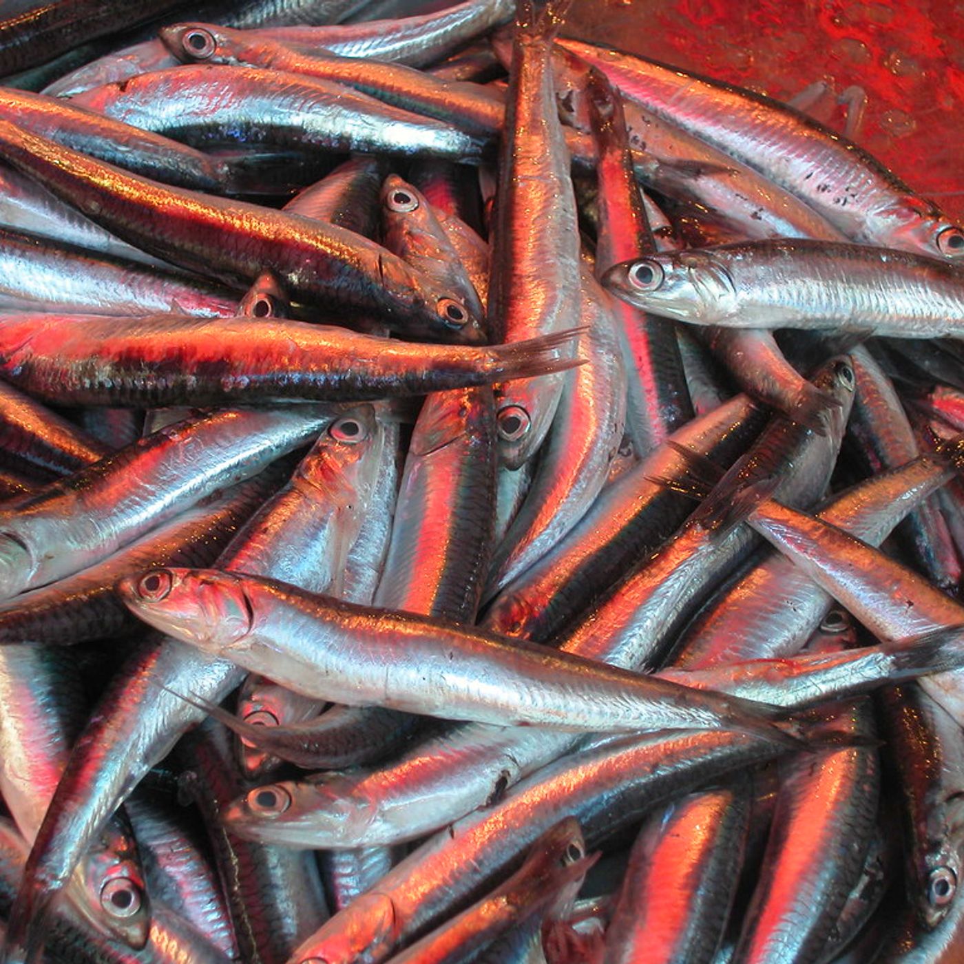 Pesce biologico: cosa significa davvero e perché sceglierlo episode artwork