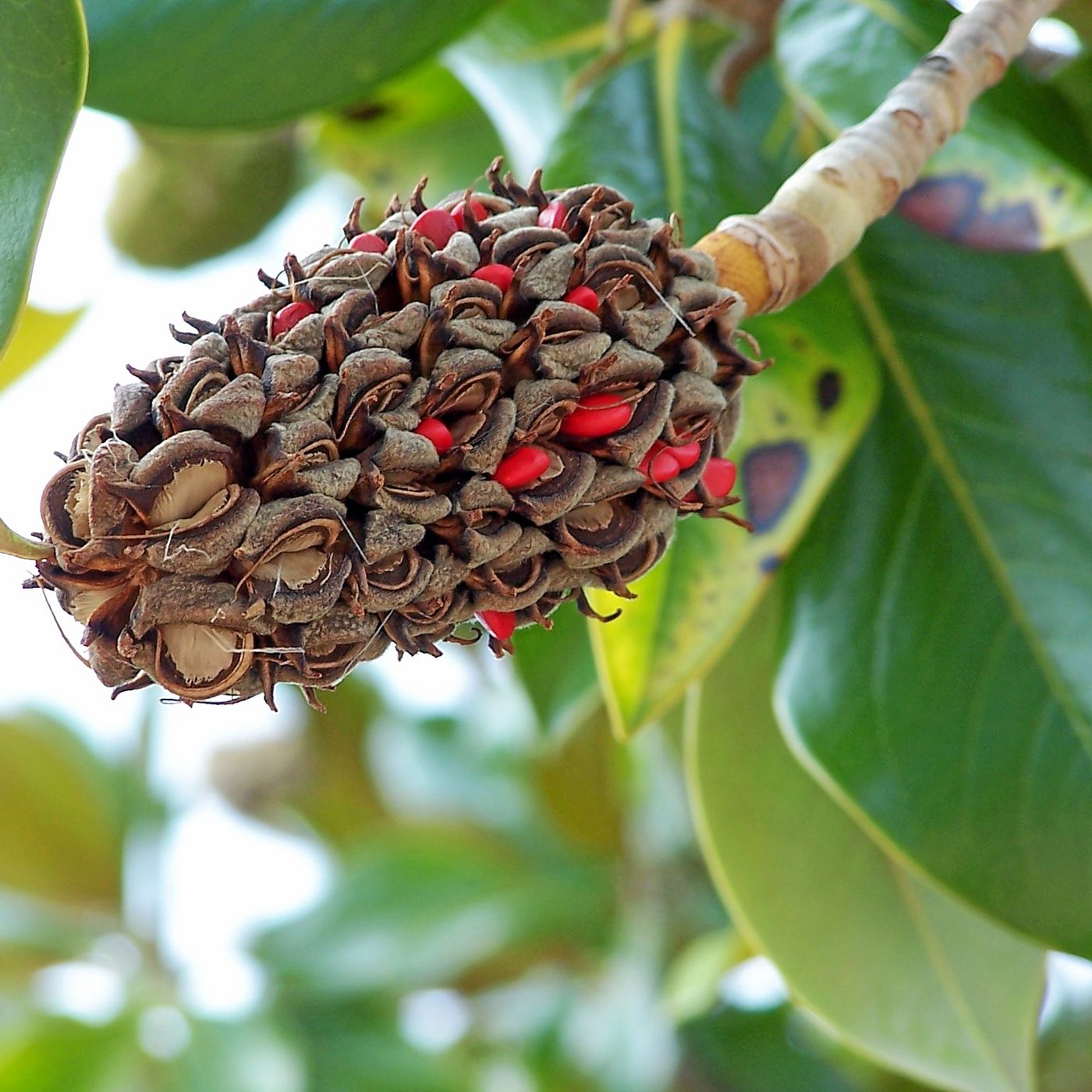 Materias de 1º de ESO