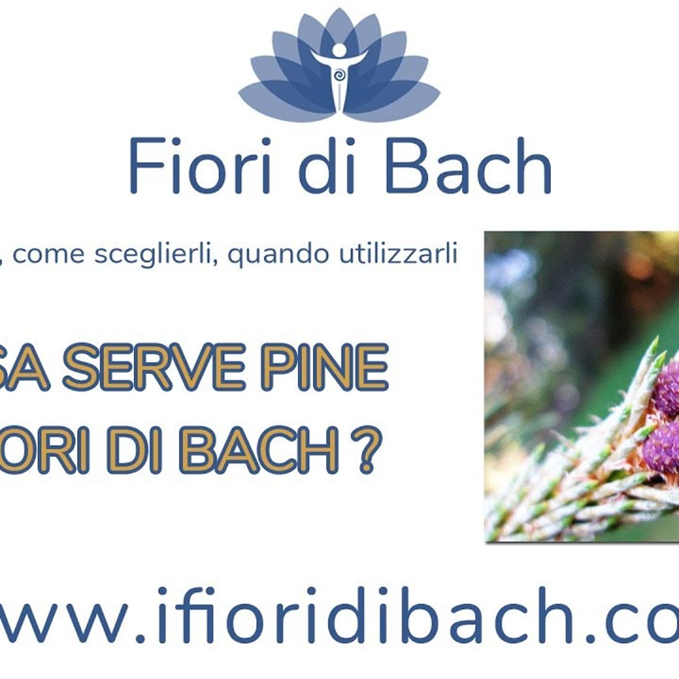 Fiori di Bach. A cosa serve Pine? Per il senso di colpa. episode artwork