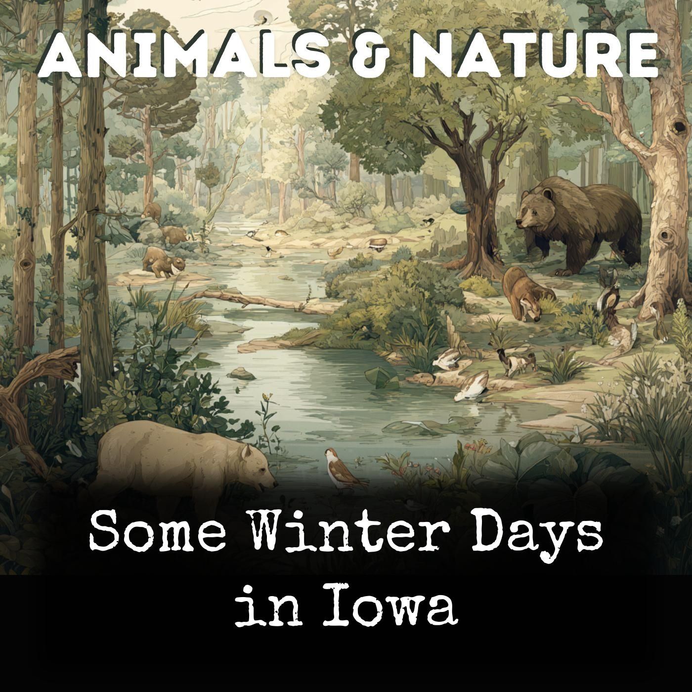 Some Winter Days in Iowa cover art