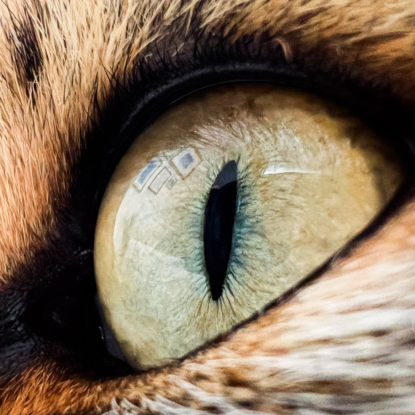 Qué sabemos de la visión de los animales