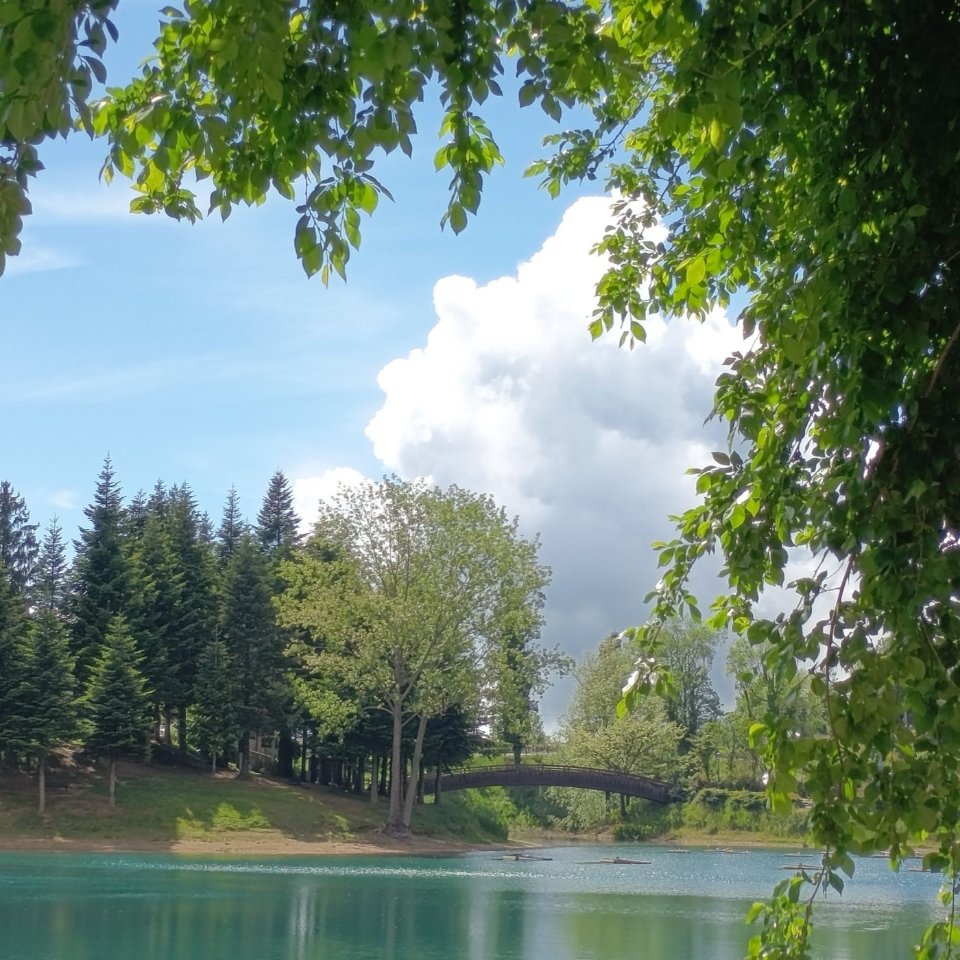 Copertina di Le Piante