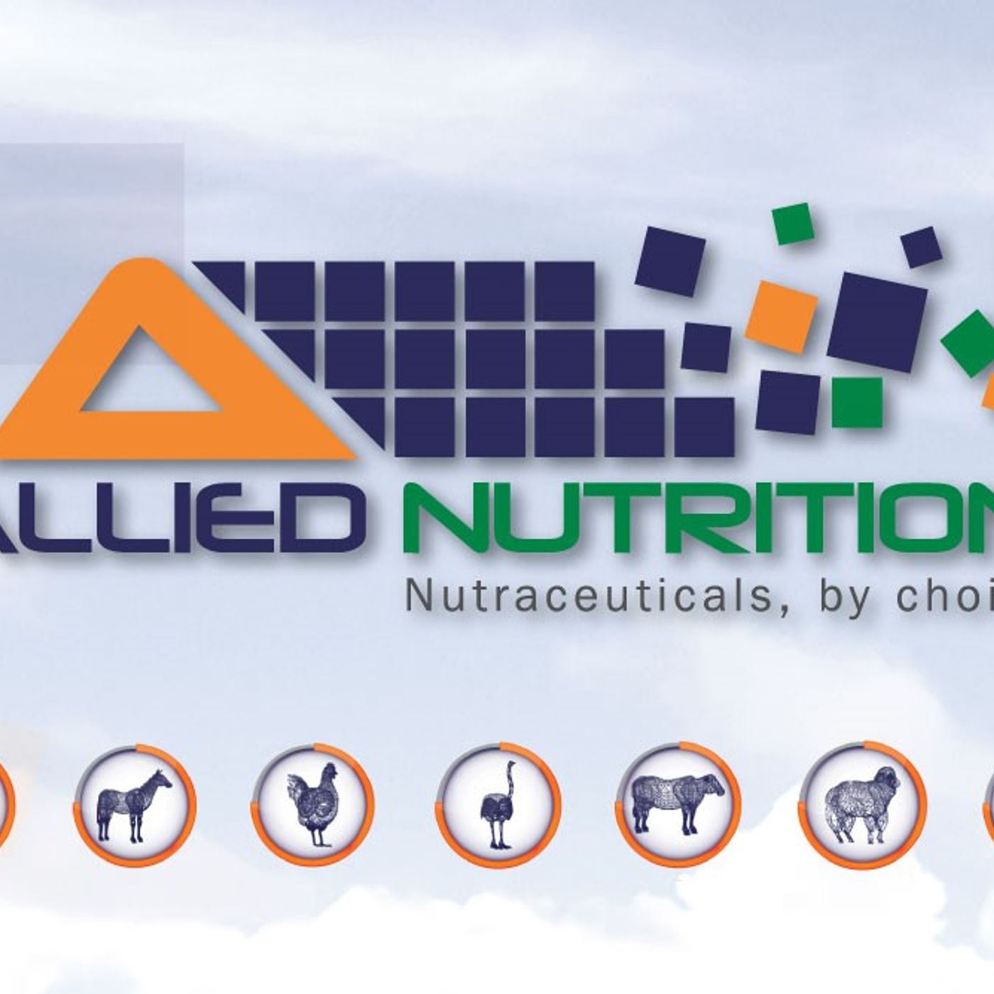 Summer Tribulations for Dairy Cows