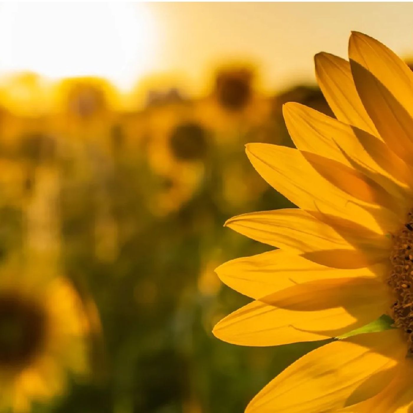 Pourquoi les tournesols 🌻 S'orientent vers le soleil ☀️ episode artwork