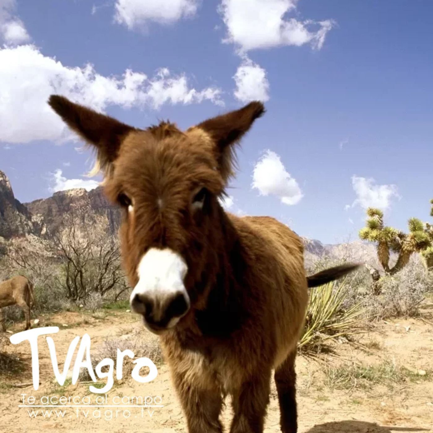 TV AGRO