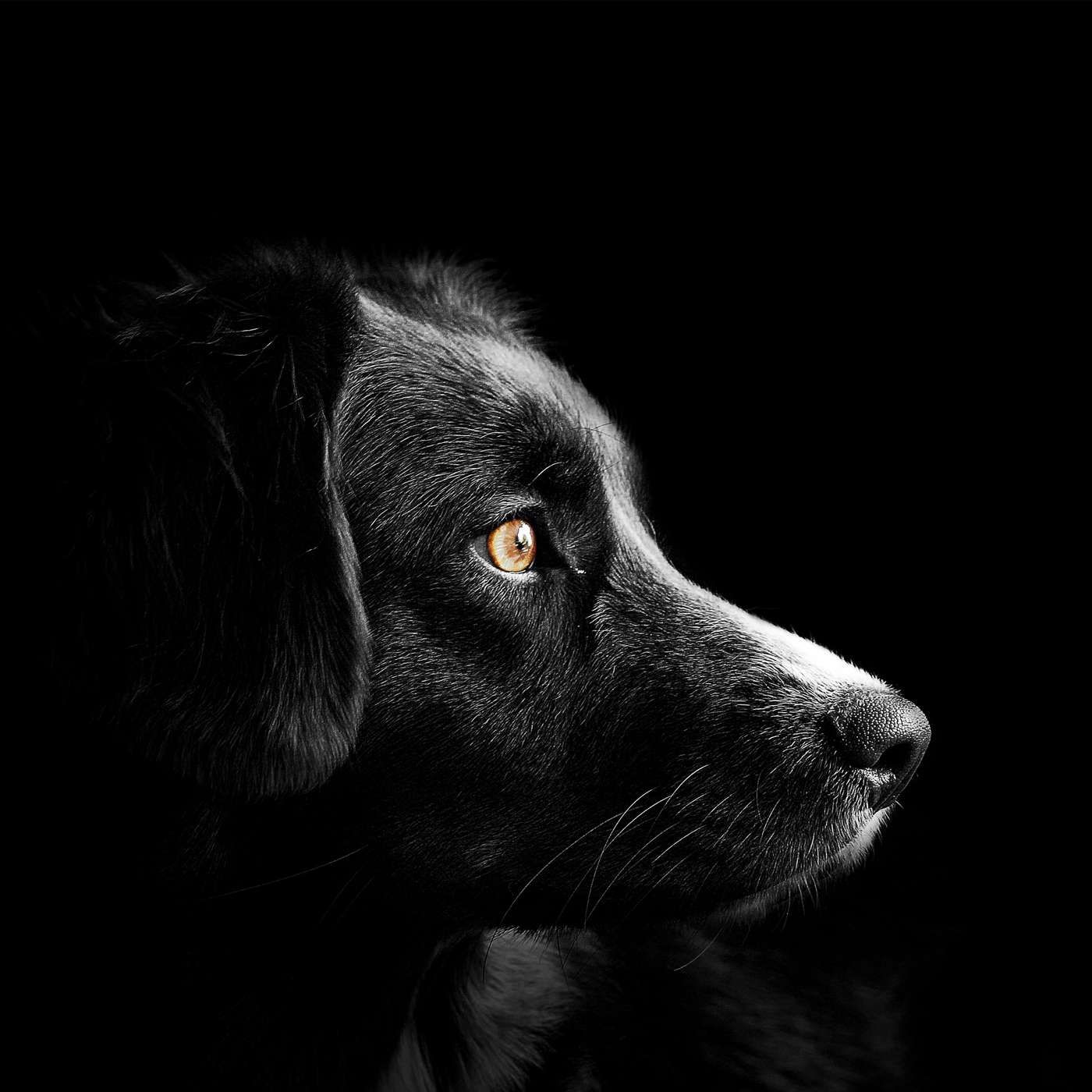 Dog Senses
