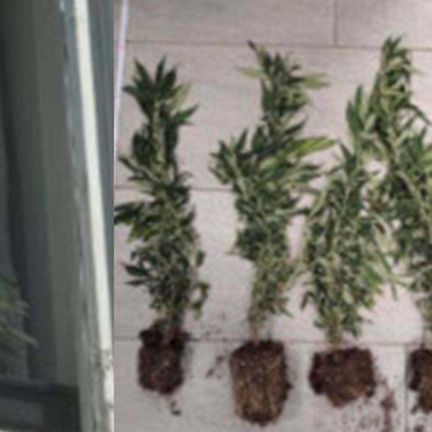Coltivava marijuana sul davanzale, segnalato un 52enne episode artwork