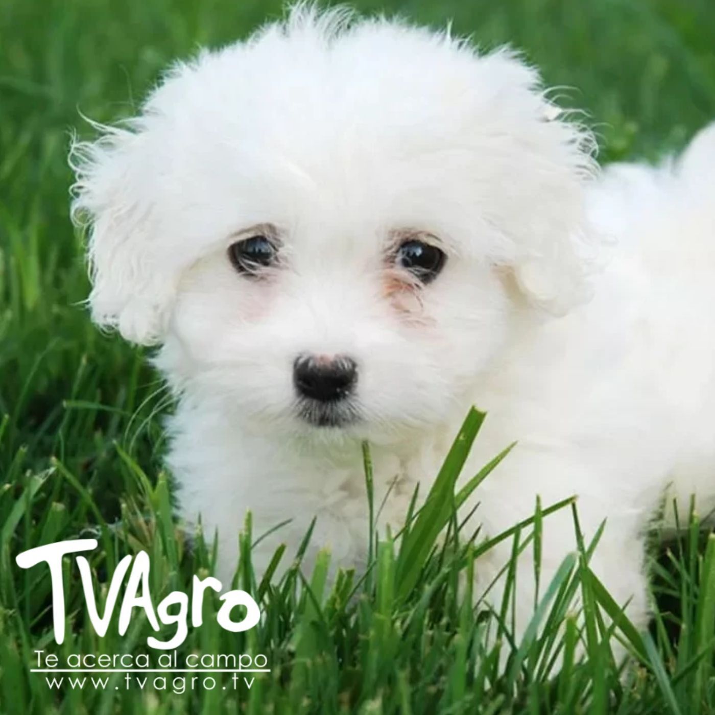 TV AGRO