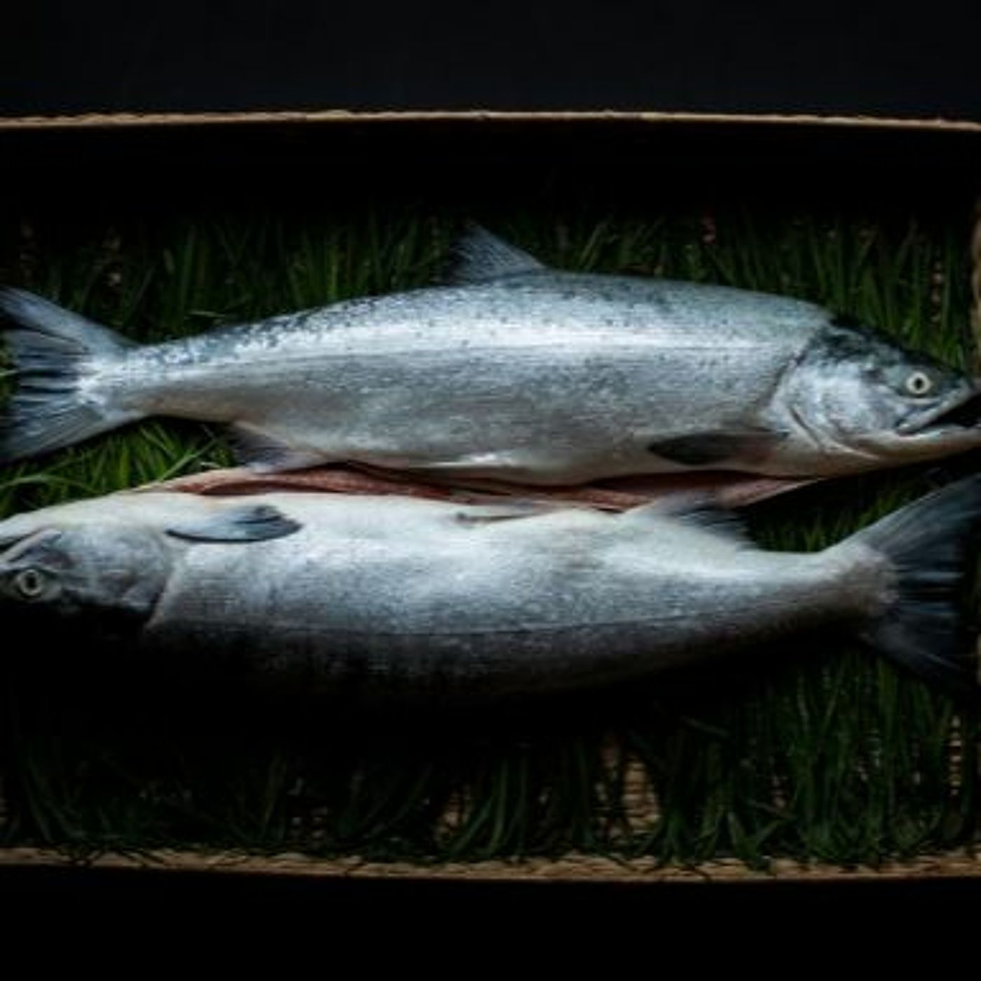 Seafood News