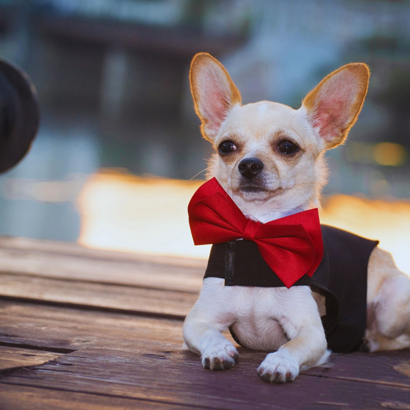 Paws & Style: The Ultimate Dog Fashion