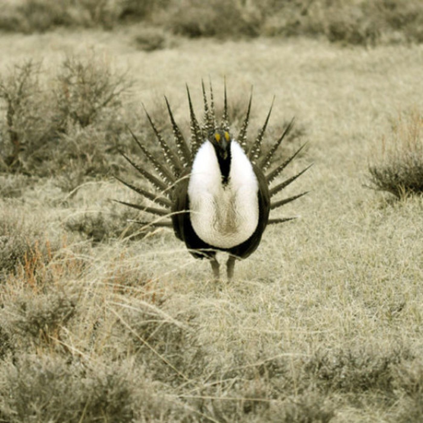 Study: Sage Grouse Habitat Slow To Rebound After Fire episode artwork