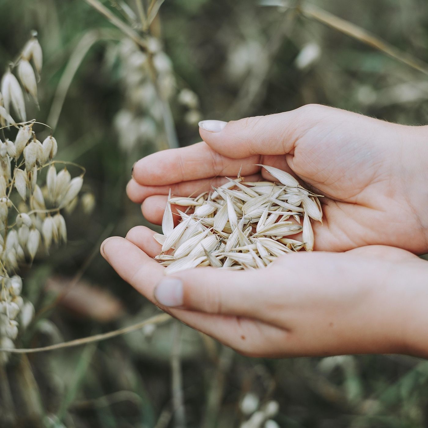 L\'alimentazione by Elisabetta