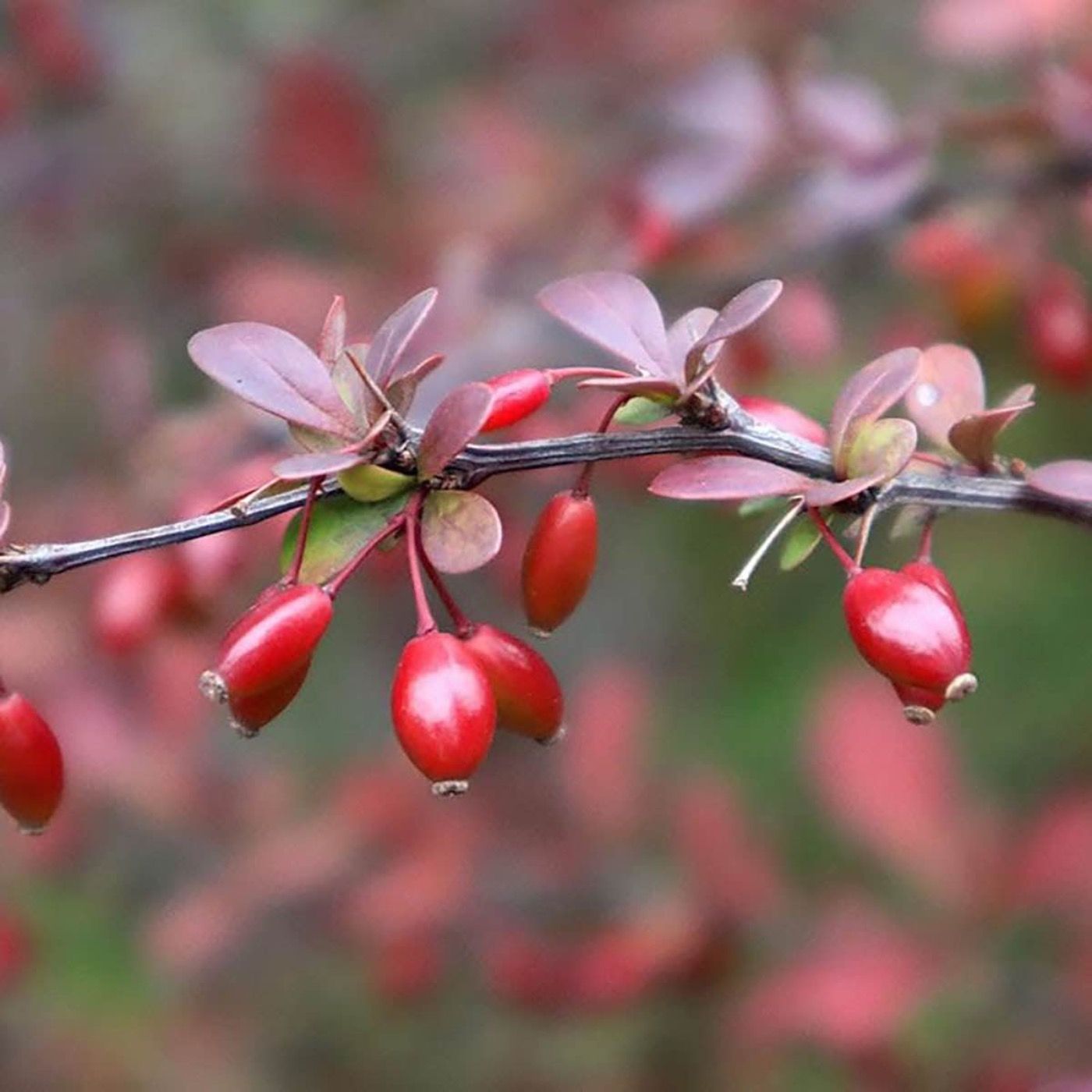 Berberine: The Natural Powerhouse for Curing SIBO
