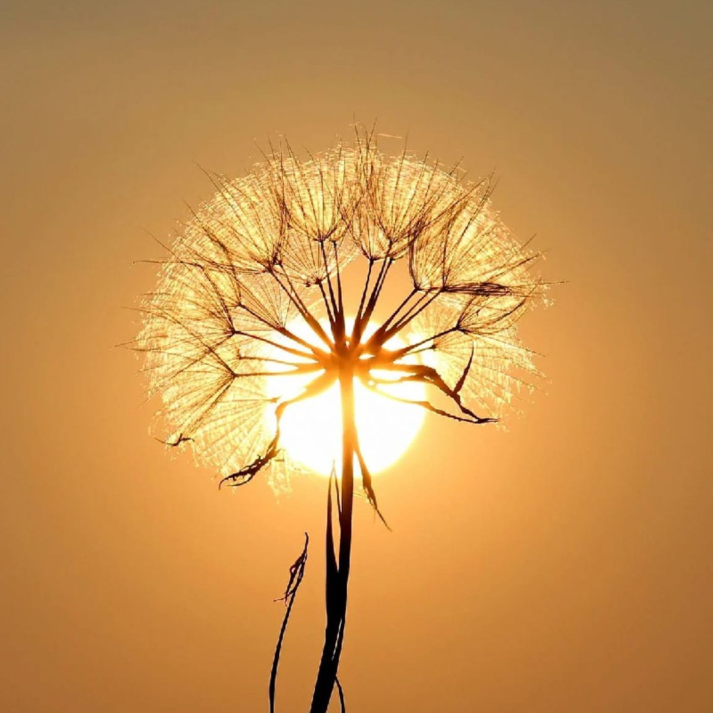 Meditazioni guidate