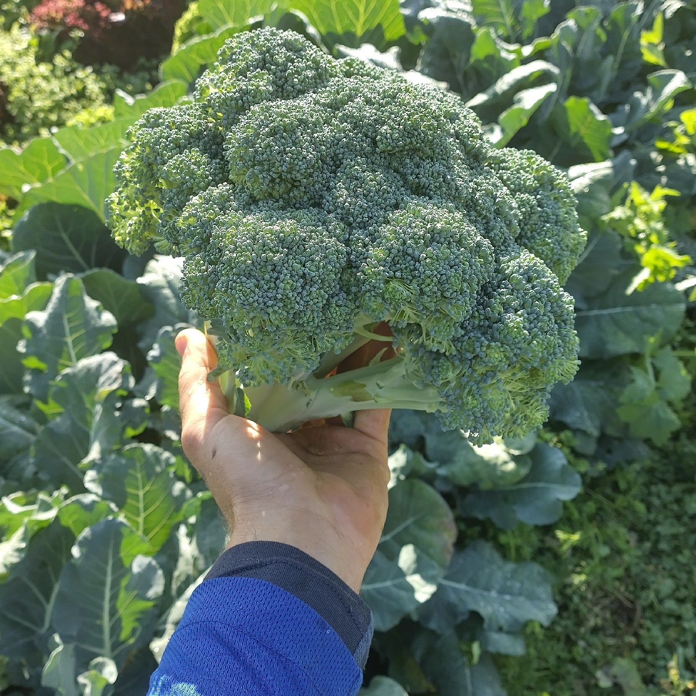 Curly's Mind podcast