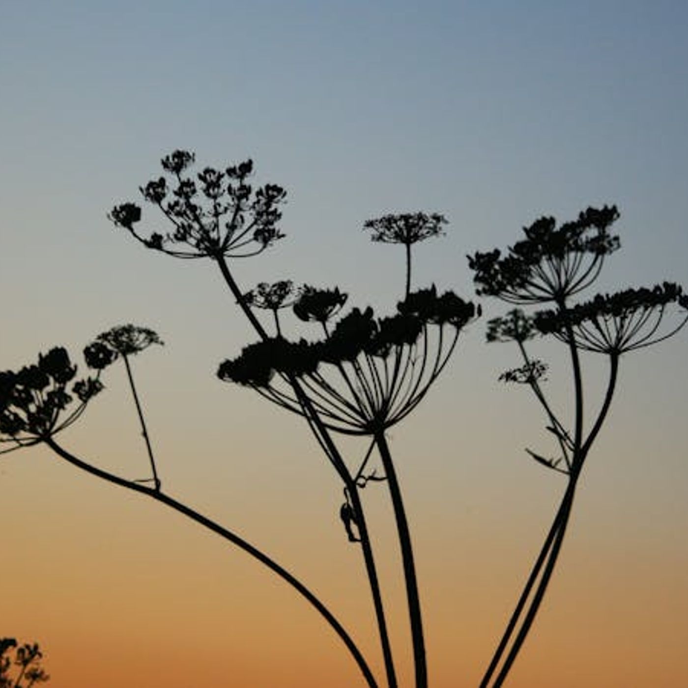 Why Did the First Humans Live for So Long?