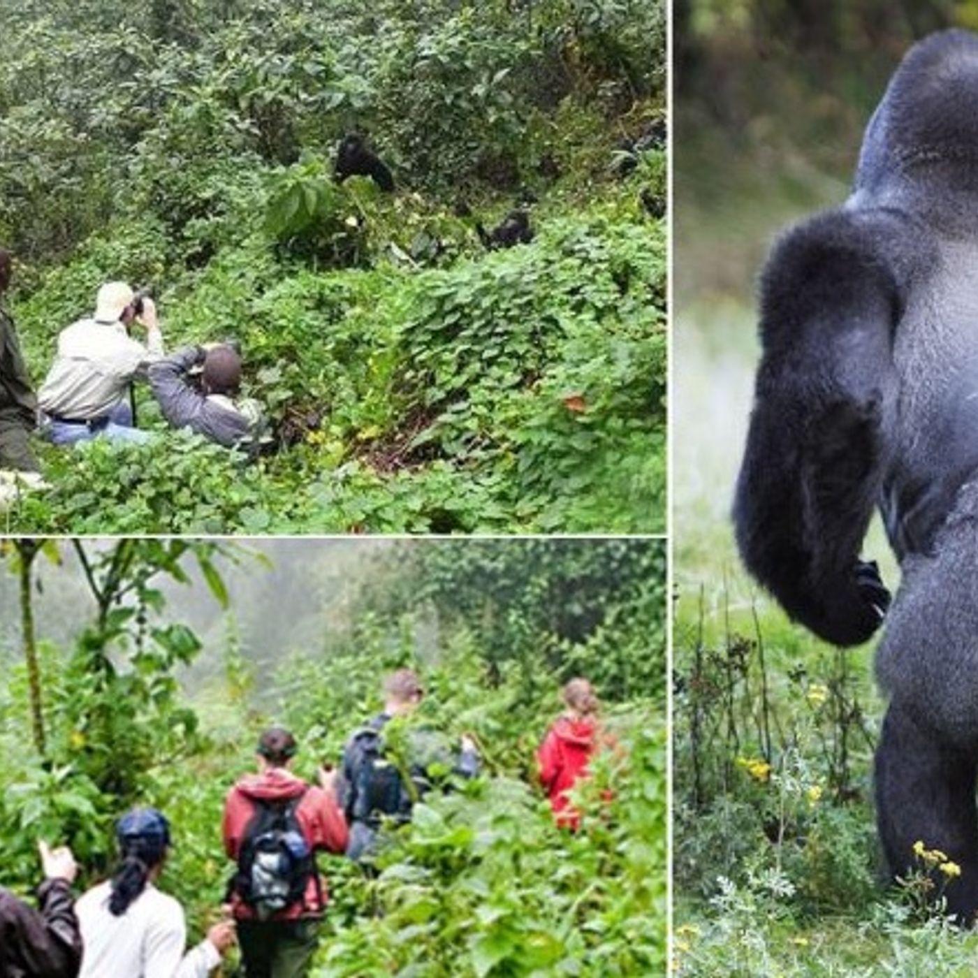 Epic Gorilla Trekking Adventure