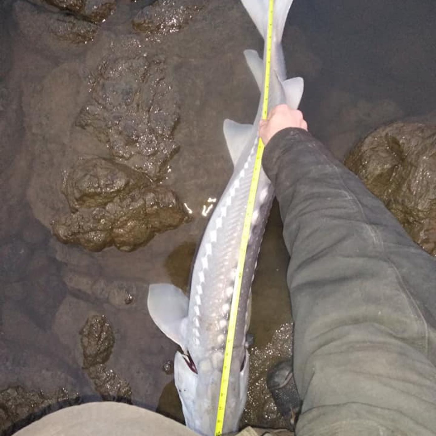 Coy Dale Morris Jr episode artwork