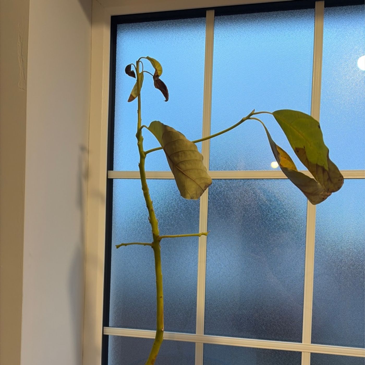 Episode 14 - My Avocado Plant episode artwork