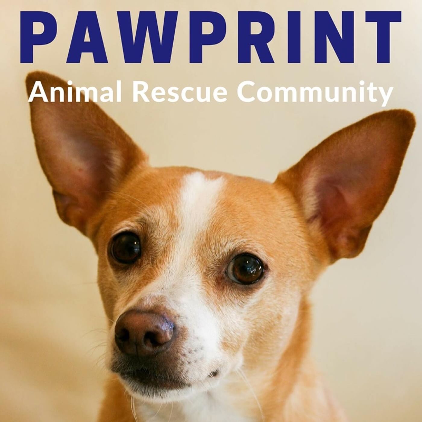 Pawprint | animal rescue podcast