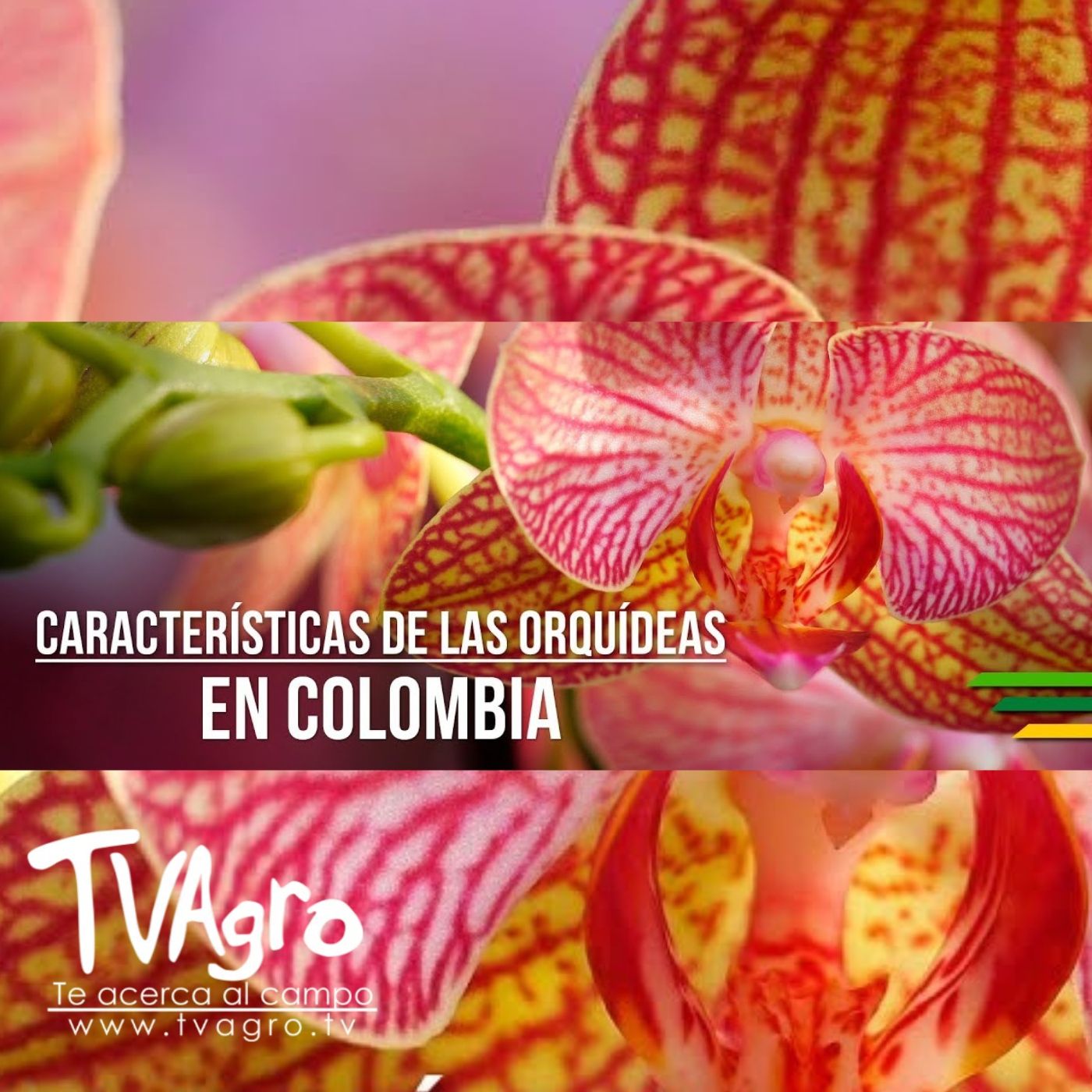 TV AGRO