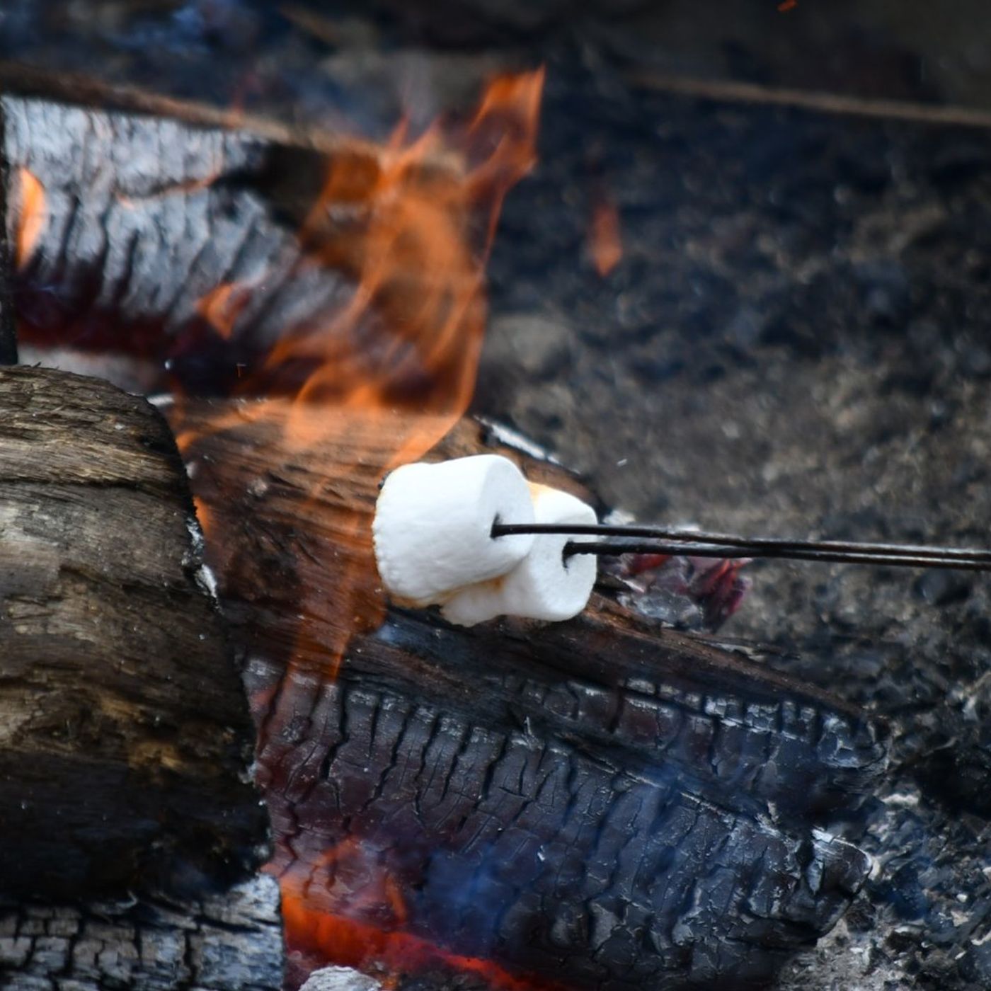 Courting love birds: Kendall County forest preserve offering Valentine’s Day stroll, campfire