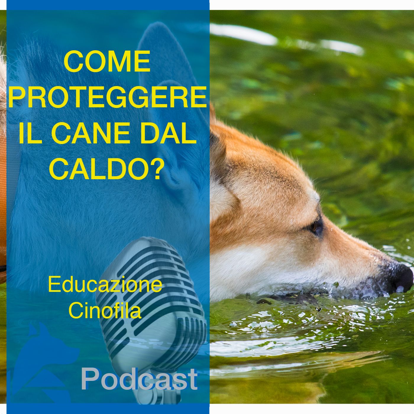 StiCani Educazione Cinofila