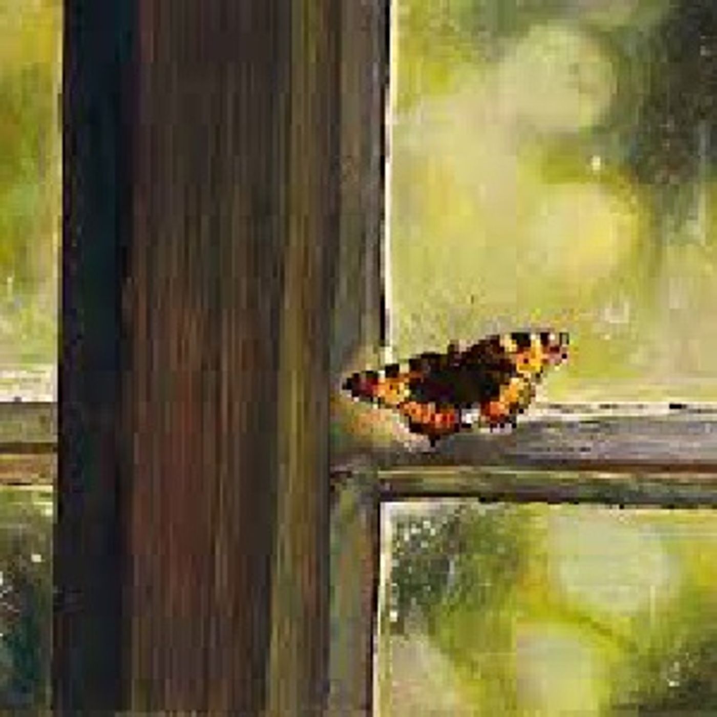 Mariposa de Otoño episode artwork