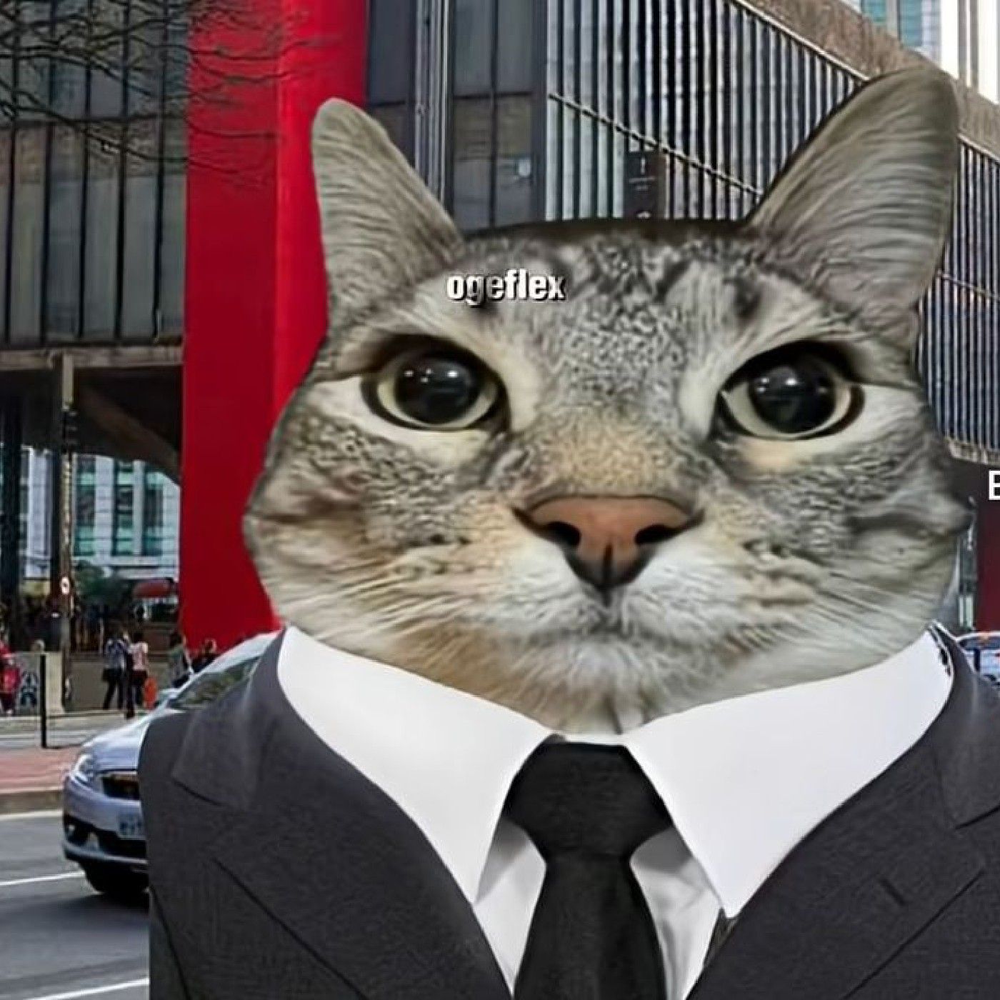 El podcast de el gato 🦭☝️