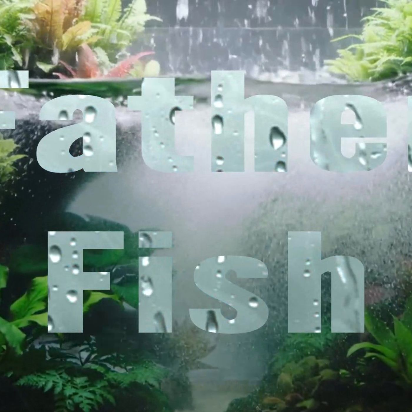 Father Fish Blog Feed Your Fish! Black Friday Sale!