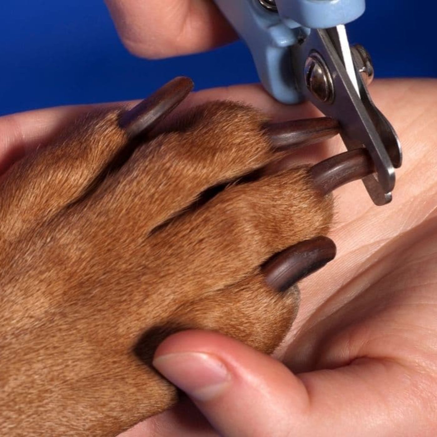 Promoções.PET